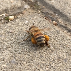 Apis mellifera