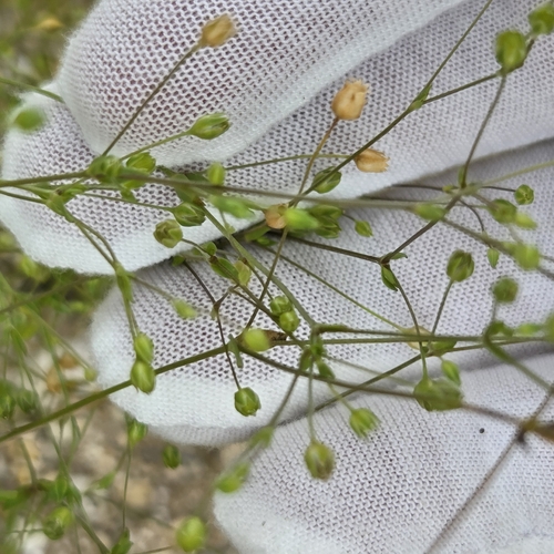 Arenaria benthamii, 2026-05-08