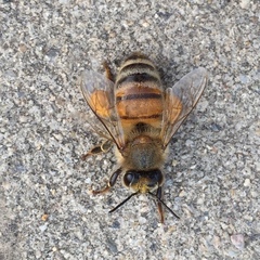 Apis mellifera