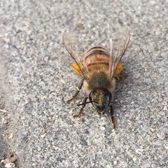 Apis mellifera