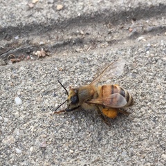 Apis mellifera