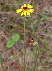 Helenium brevifolium