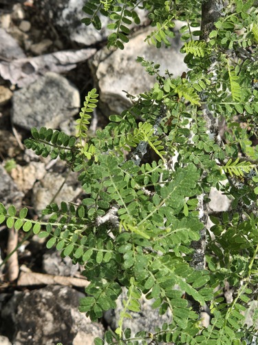 Eysenhardtia texana