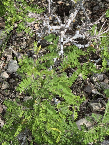 Eysenhardtia texana