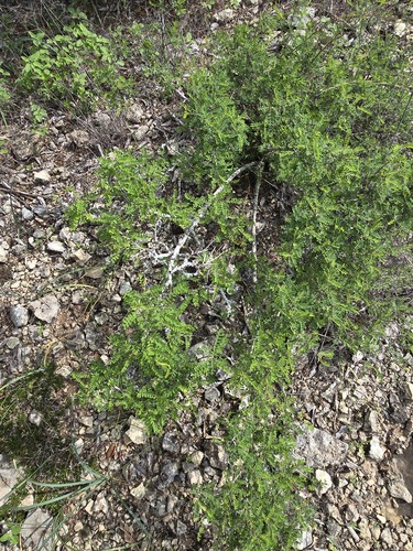 Eysenhardtia texana
