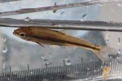 Notropis heterodon
