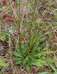 Helenium brevifolium