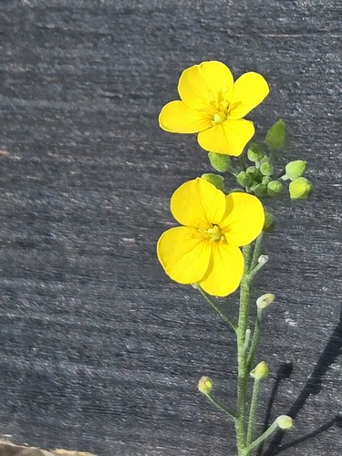 Physaria gracilis, photograph 4