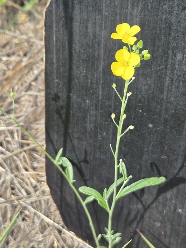Physaria gracilis, photograph 5