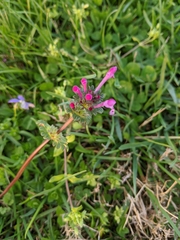 Lamium amplexicaule