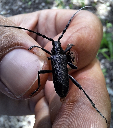 Capricorn beetle