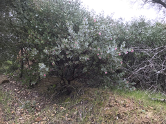 Arctostaphylos auriculata