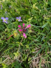 Lamium amplexicaule