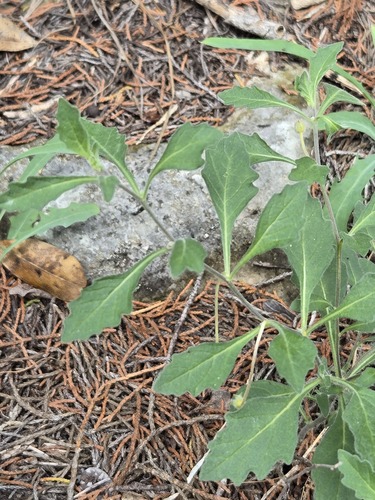Chamaesaracha edwardsiana, photograph 6