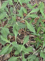 Chamaesaracha edwardsiana, photograph (c) Jo Roberts, some rights reserved (CC BY)