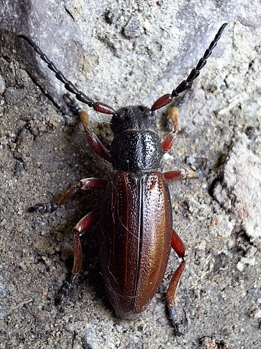 Dorcadion fulvum