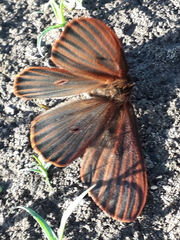 Heliconisa pagenstecheri