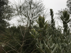 Arctostaphylos auriculata