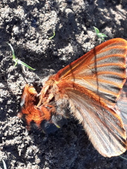 Heliconisa pagenstecheri