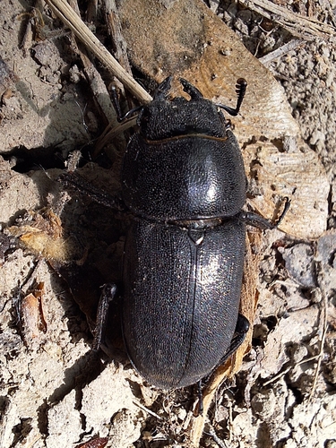 Lesser Stag Beetle