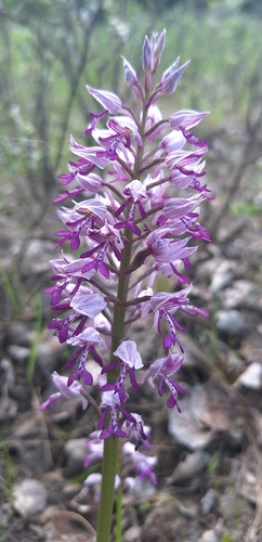 Military Orchid