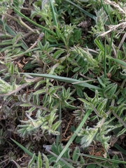 Astragalus purshii