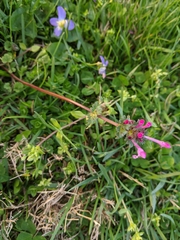 Lamium amplexicaule