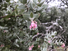 Arctostaphylos auriculata