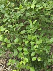 Forestiera reticulata, photograph (c) Jo Roberts, some rights reserved (CC BY)