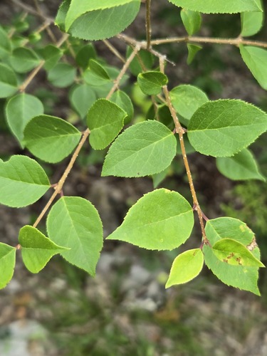 Forestiera reticulata, photograph 3