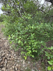 Forestiera reticulata, photograph (c) Jo Roberts, some rights reserved (CC BY)