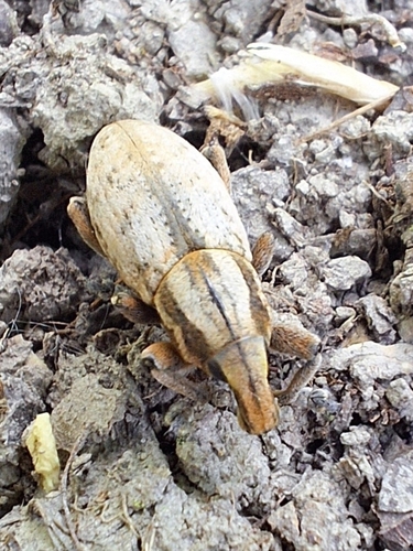 Pseudocleonus cinereus
