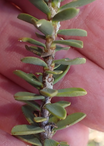Euryops lateriflorus, photograph 1