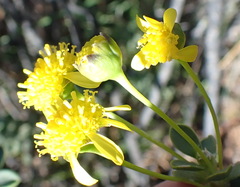 Euryops lateriflorus, photograph (c) Nicola van Berkel, some rights reserved (CC BY-SA)