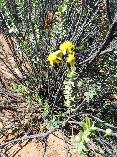 Euryops lateriflorus, photograph 2