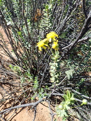 Euryops lateriflorus, photograph (c) Nicola van Berkel, some rights reserved (CC BY-SA)