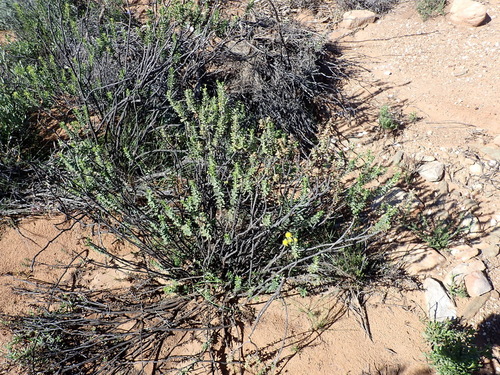 Euryops lateriflorus, photograph 4