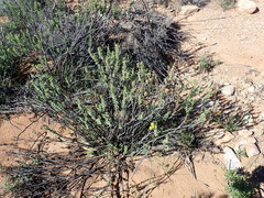 Euryops lateriflorus, photograph (c) Nicola van Berkel, some rights reserved (CC BY-SA)