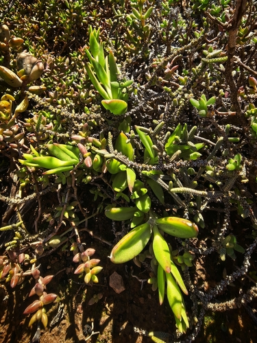 Sceletium tortuosum (chemotipo Zembrin®)
