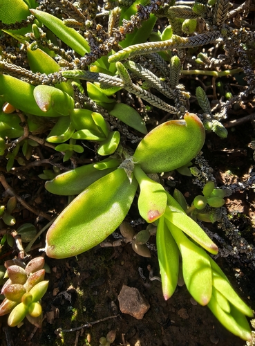 Sceletium tortuosum (chemotipo Zembrin®) 2