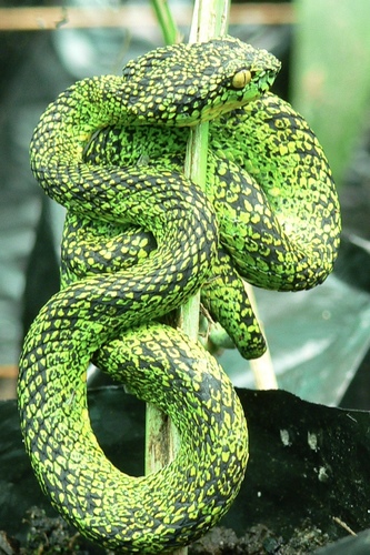 Ecuadorian Eyelash-Viper