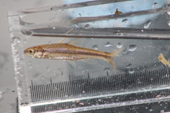 Notropis heterodon