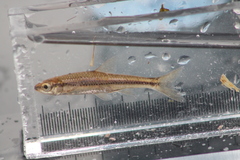 Notropis heterodon
