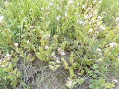 Tradescantia (Tripogandra)