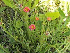 Portulaca cryptopetala