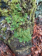 Podostictina pickeringii