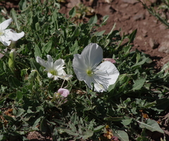 Oenothera acaulis