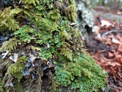 Podostictina pickeringii