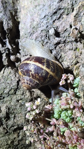 Garden Snail