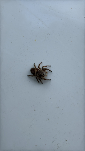iNaturalist observation photo of Grayish Jumping Spider